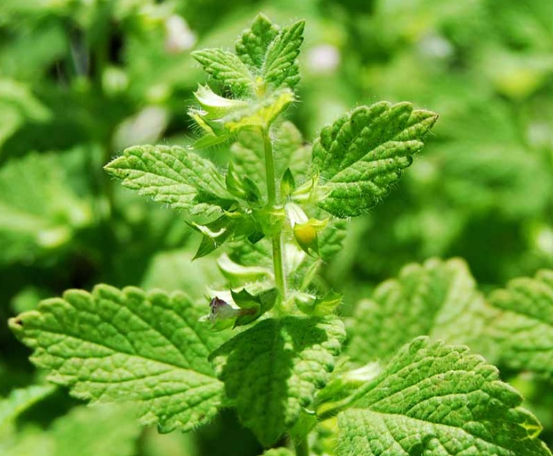 Lemon Balm Tincture Taste Sweet Without Sugar